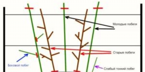 Подрязване на малини през есента с инструкции стъпка по стъпка